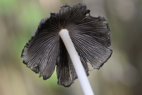 gewone glimmerinktzwam (coprinus micaceus) 11-2024 1693